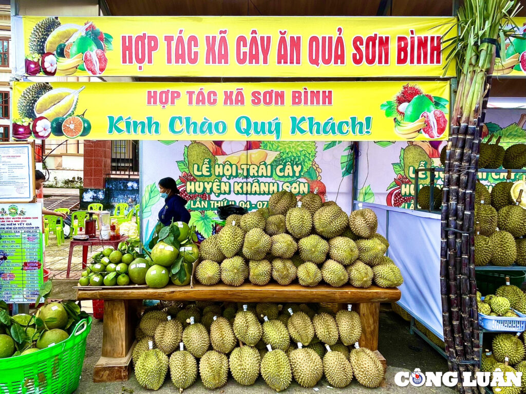 Sầu riêng là sản phẩm nông sản mang giá trị kinh tế chủ lực của huyện Khánh Sơn.