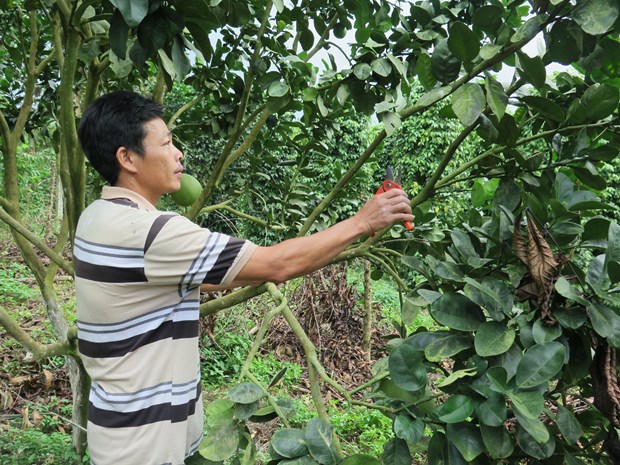 Anh Nguyễn Văn Quý, nông dân xã Sơn Trung chăm sóc cây bưởi da xanh, loại cây cho hiệu quả kinh tế cao.