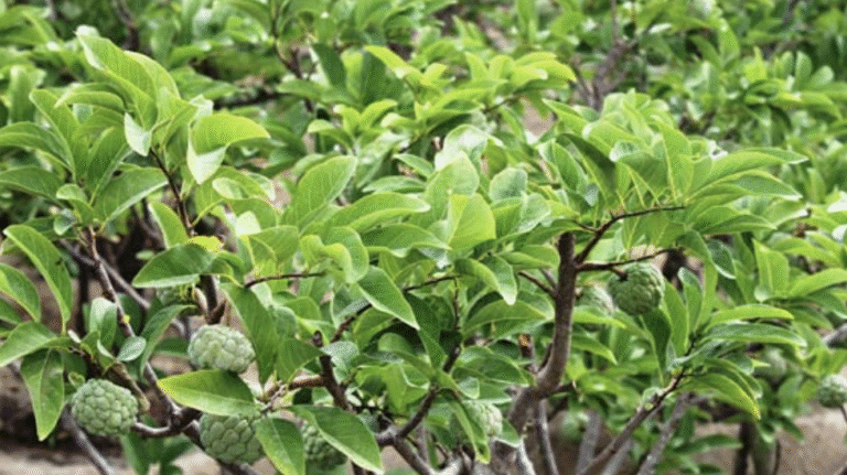 bung đọt mãng cầu