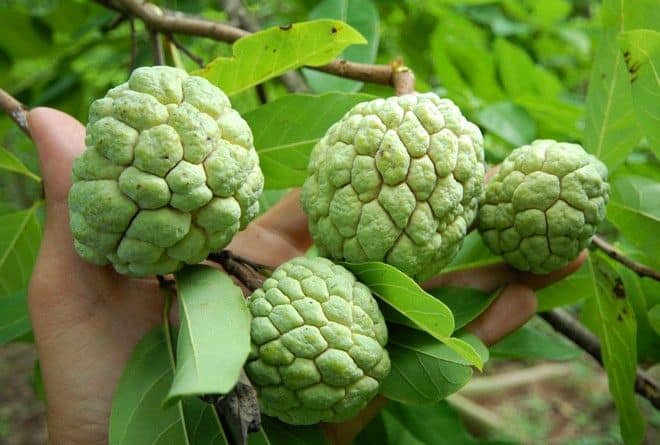 chăm sóc cây mãng cầu