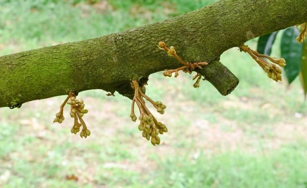 mầm hoa sầu riêng